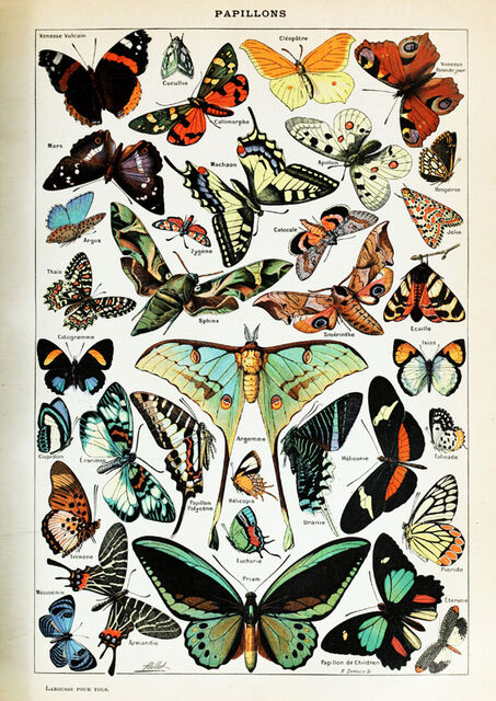 Papillions 1
