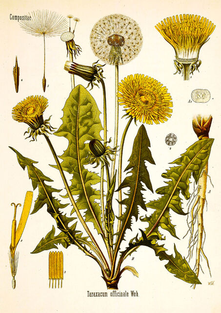 Dandelion