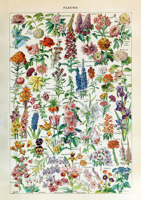 Fleurs 1