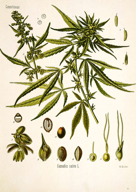 cannabis