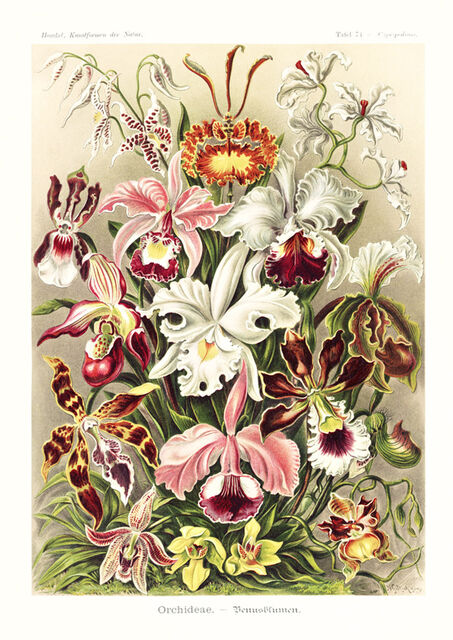 Orchideae