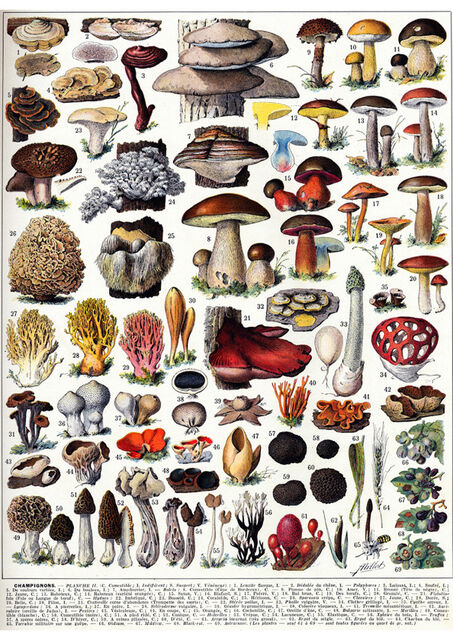 champignons 2