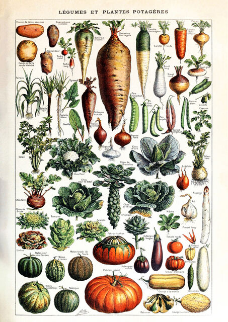 Adolphe Millot Legumes