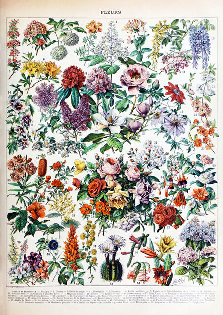 Fleurs 2