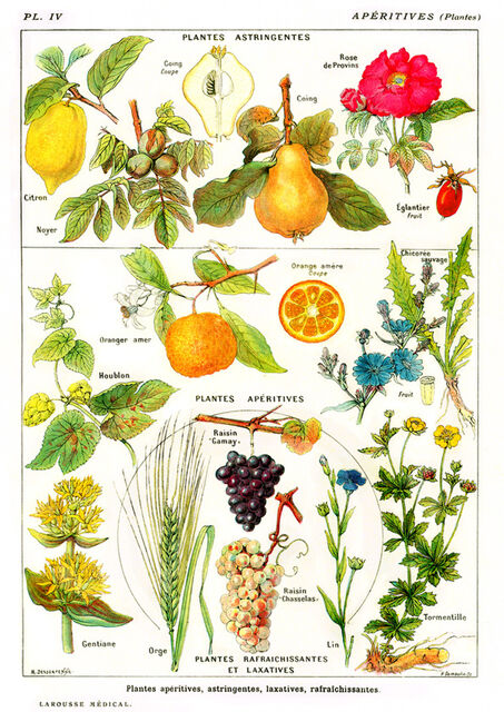 Larousse Aperitives