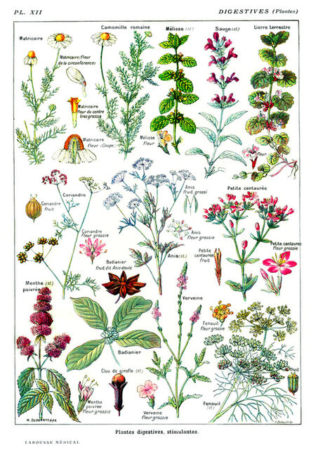 Larousse Digestive Plants