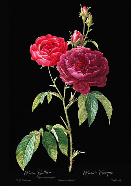 Rosa black 1