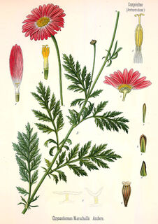 Chrysanthemum