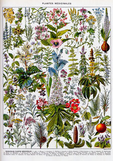 Plantes medicinales1